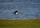 Kievit (Northern Lapwing) (Vanellus vanellus) - Ogii Nuur 14-08-2016 (2)